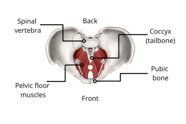 pelvic floor anatomy Complete Pilates