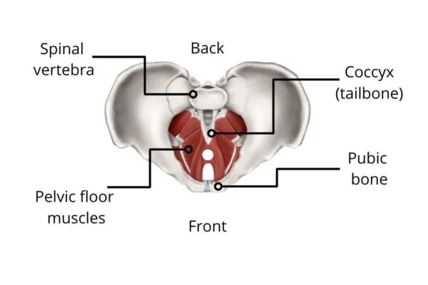 pelvic floor anatomy Complete Pilates