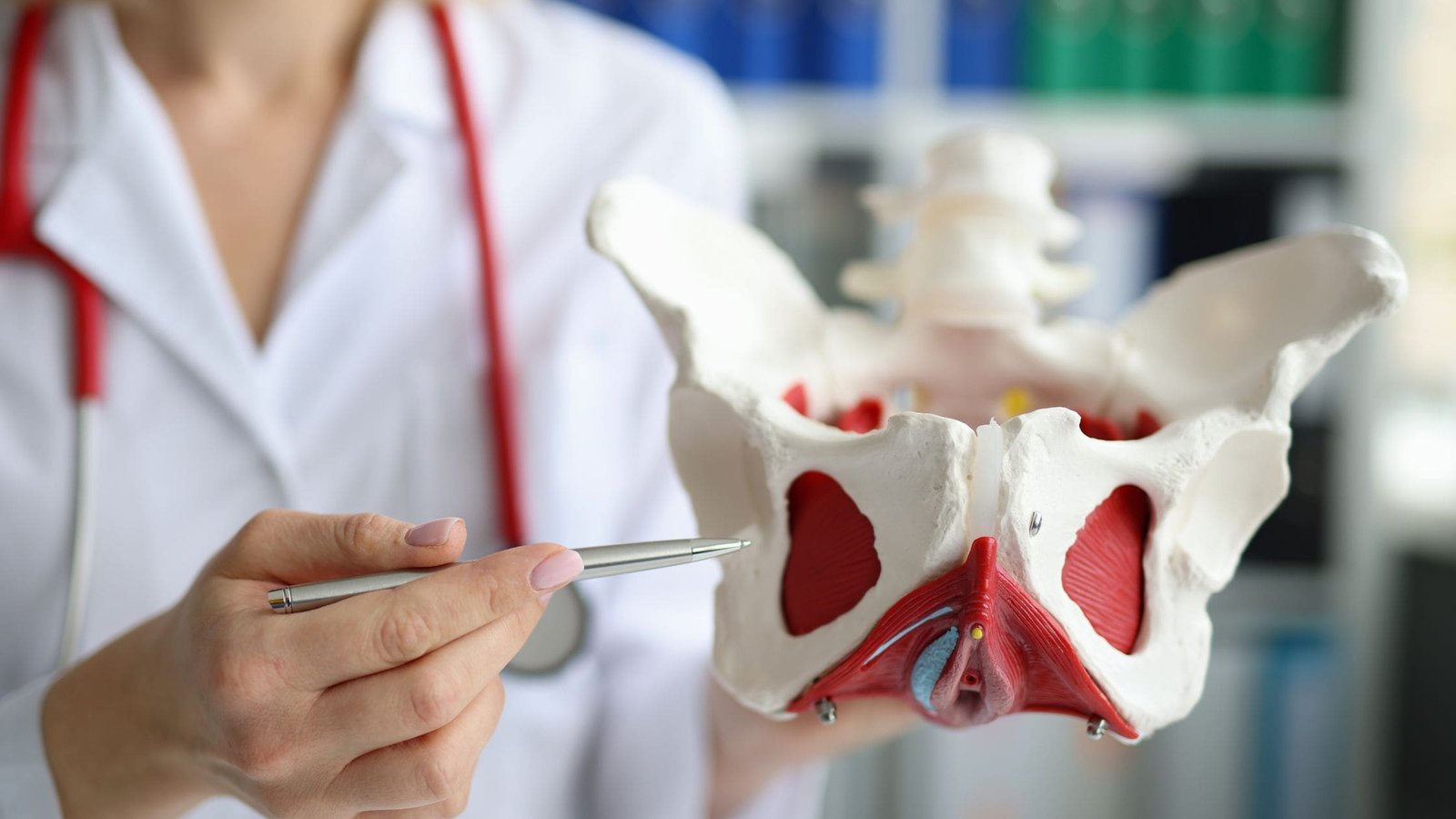 An anatomical model of a pelvis